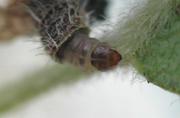 larva