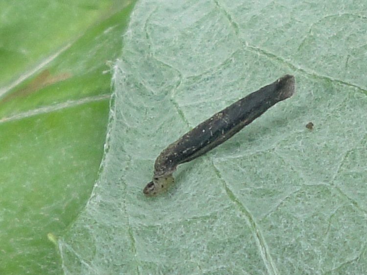 larva