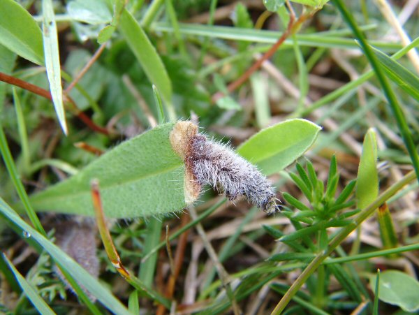 the case resembles a willow catkin
