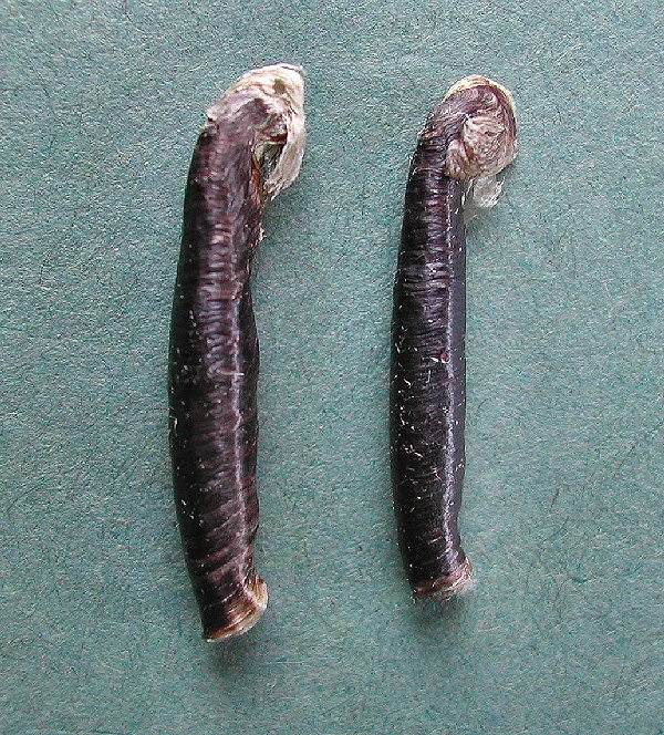 mature cases