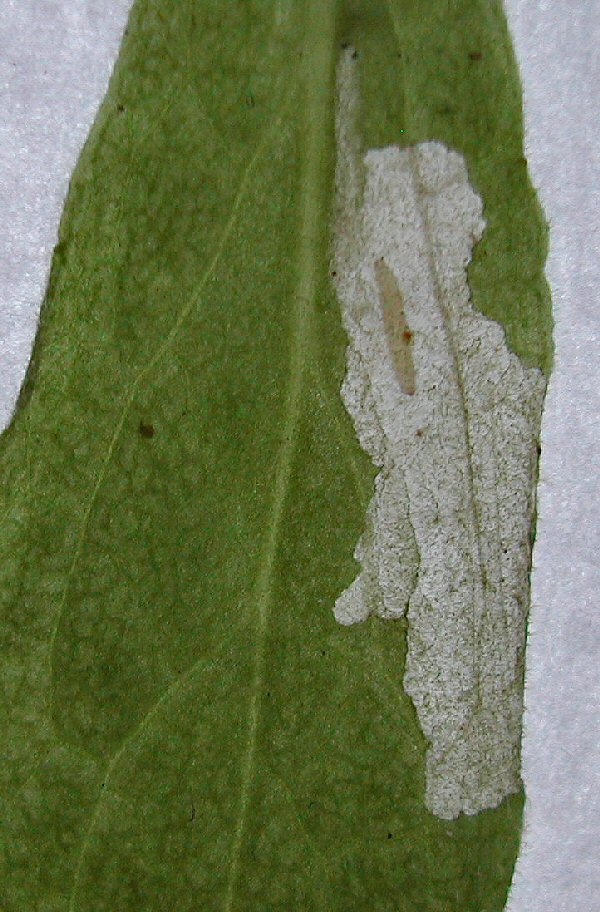 the larva in the mine