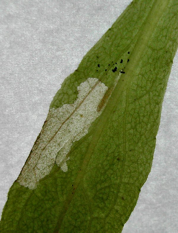 larva in mine