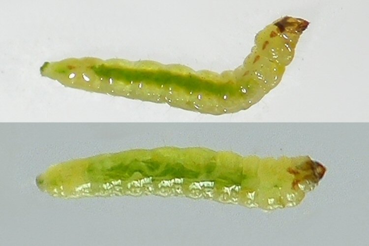 larva