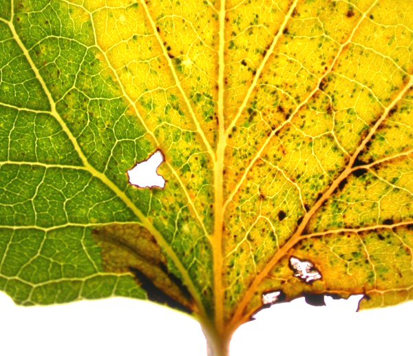 larva in mine