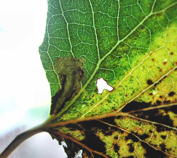 larva in mine