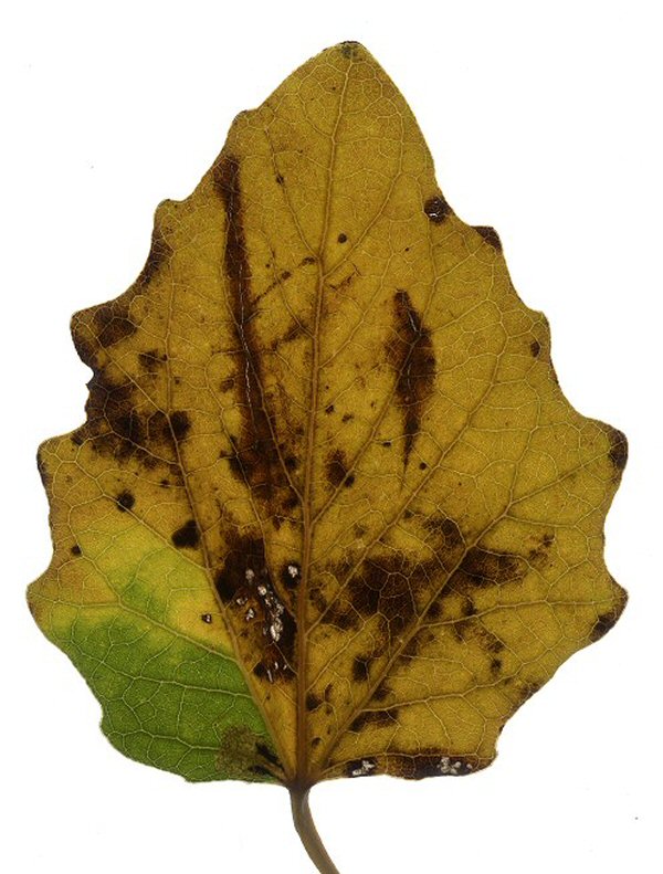 the mine is at the base of the leaf