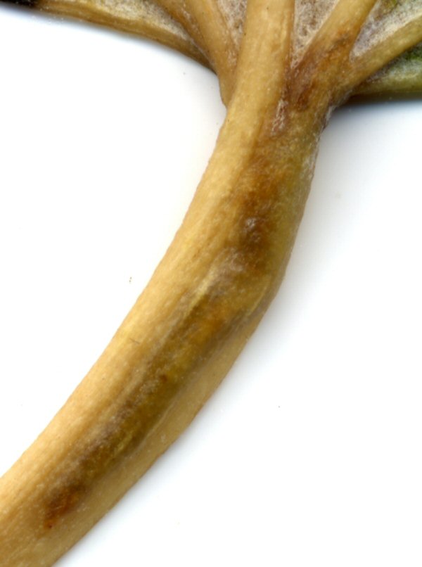 gall in petiole
