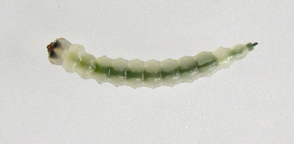dorsal view of larva