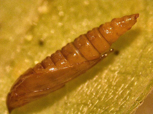 pupa in lateral view
