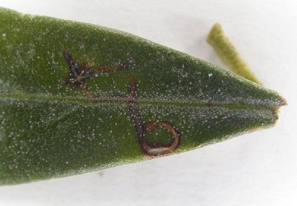 twisting mines are formed in the leaf