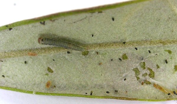 larva