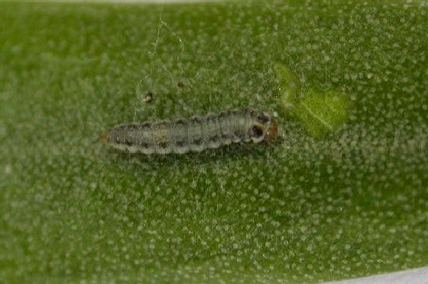 the larva, about to pupate