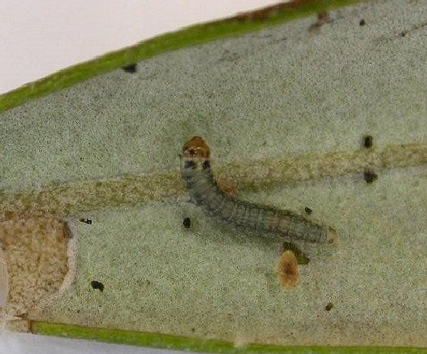larva