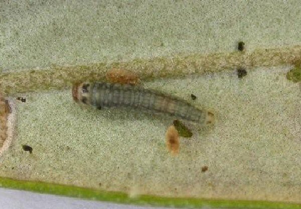 larva