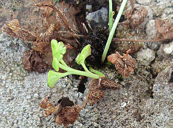 exuviae (top right)