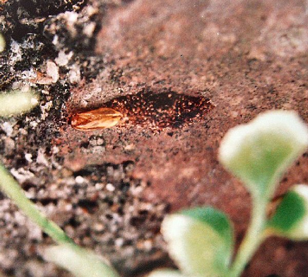 pupal case