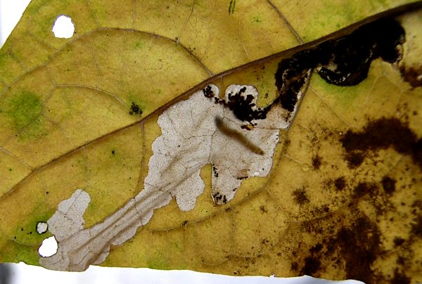the mine can reach the leaf edge