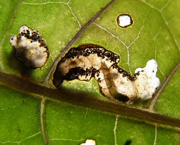 larvae in mines