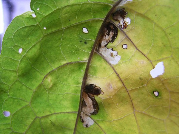 there may be several mines in a leaf