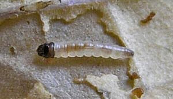 larva