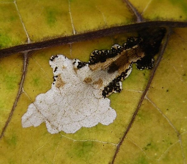 larva in mine