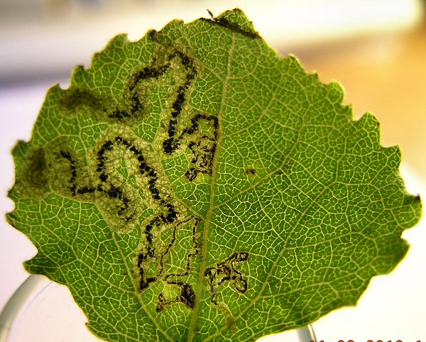 makes a blotch from contorted galleries