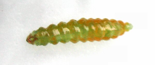 larva