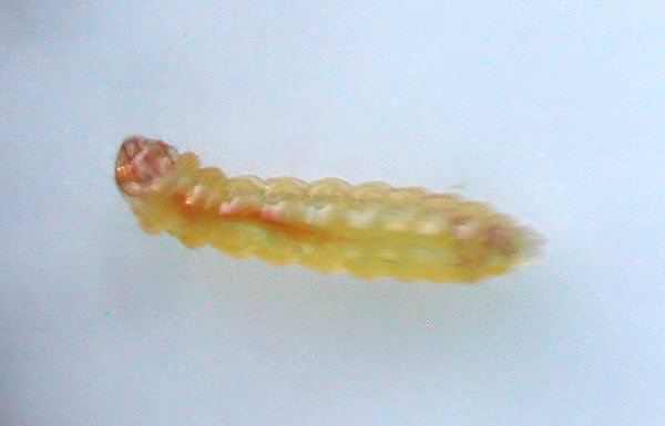 larva - dorsal view
