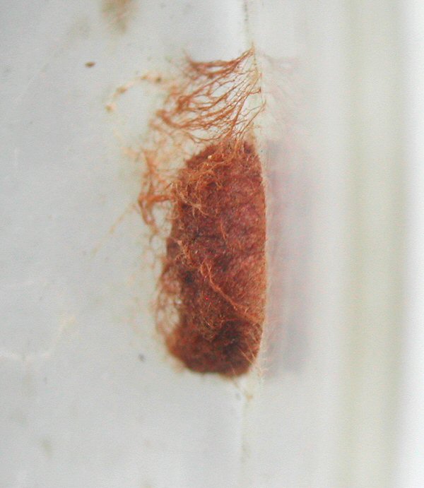 cocoon