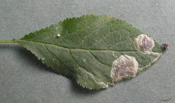 blotch mines with a dark centre are formed