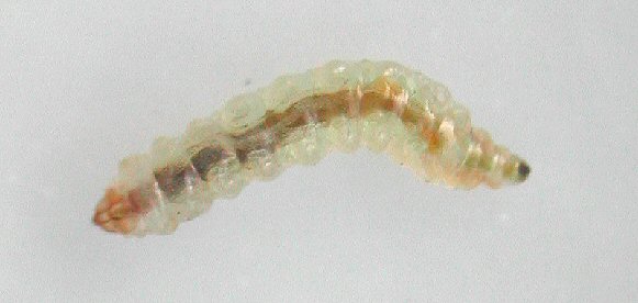 the larva
