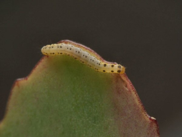 larva