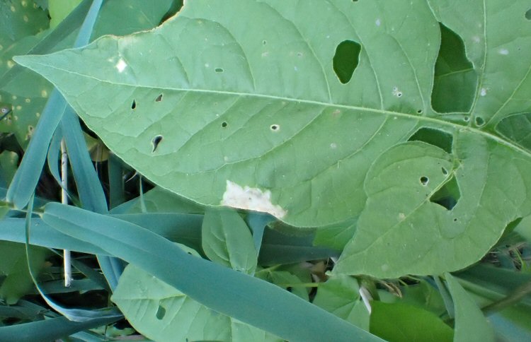 mine forming on leaf edge