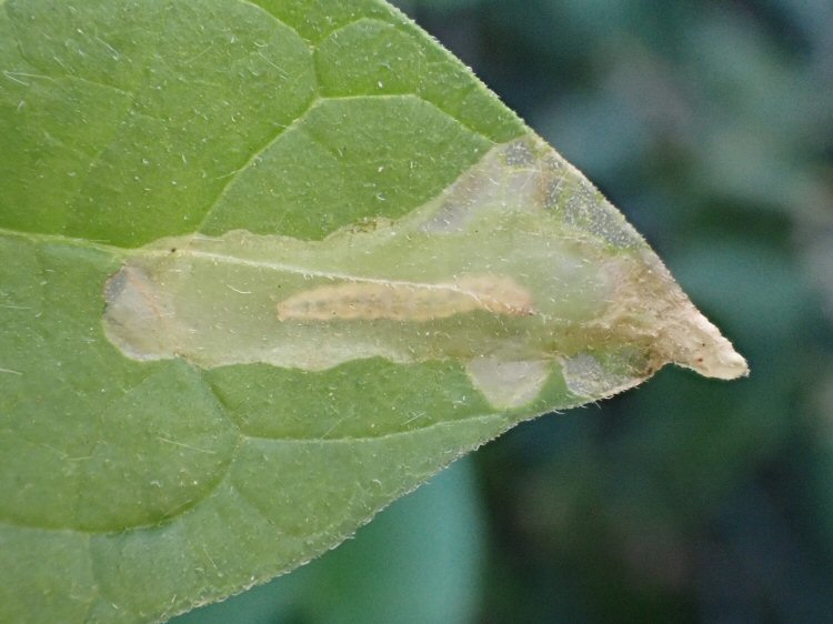 larva in mine