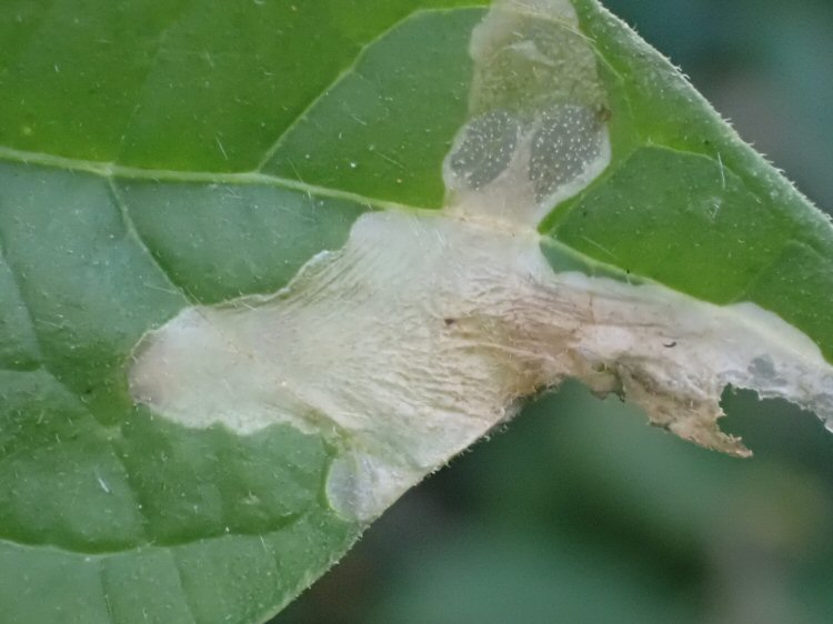 translucent mines are formed.