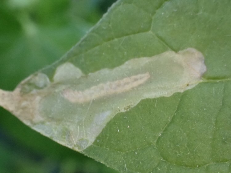 larva in mine