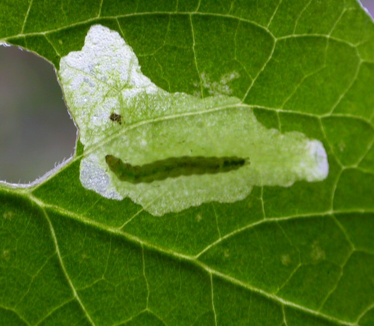 larva in mine