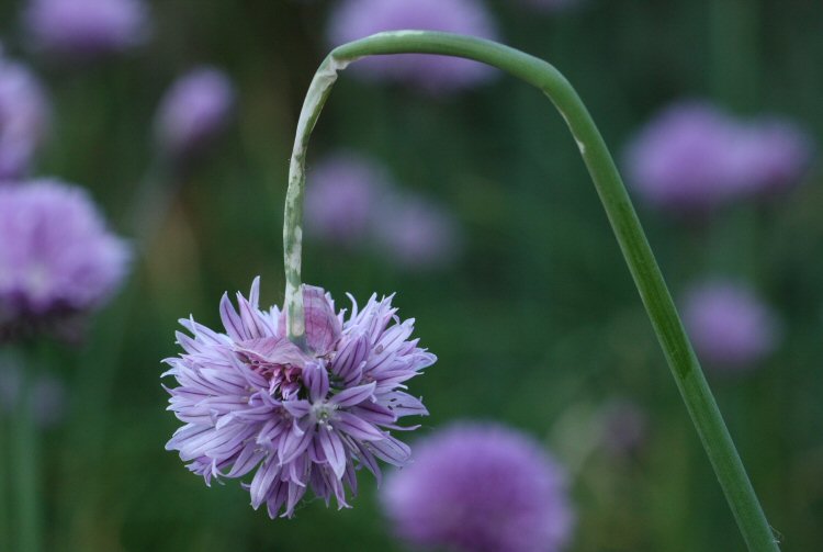 leaf mioe in Chive