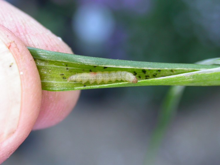 larva
