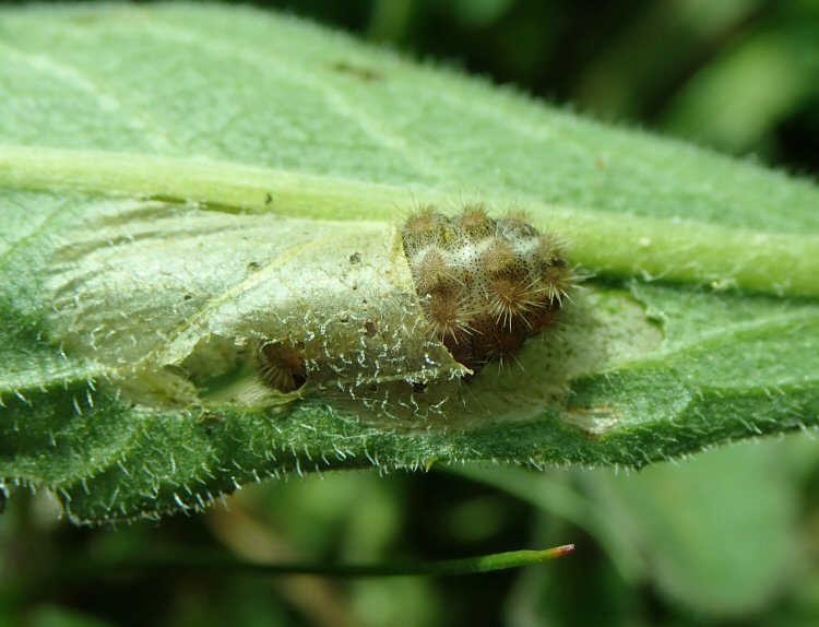 larva in mine
