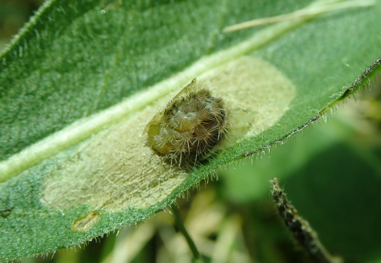 larva in mine