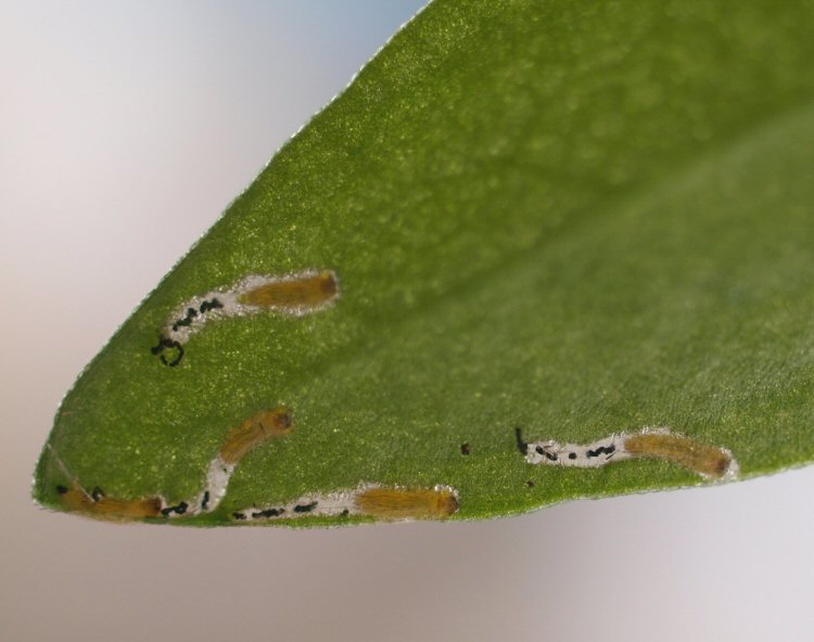 larvae in mines