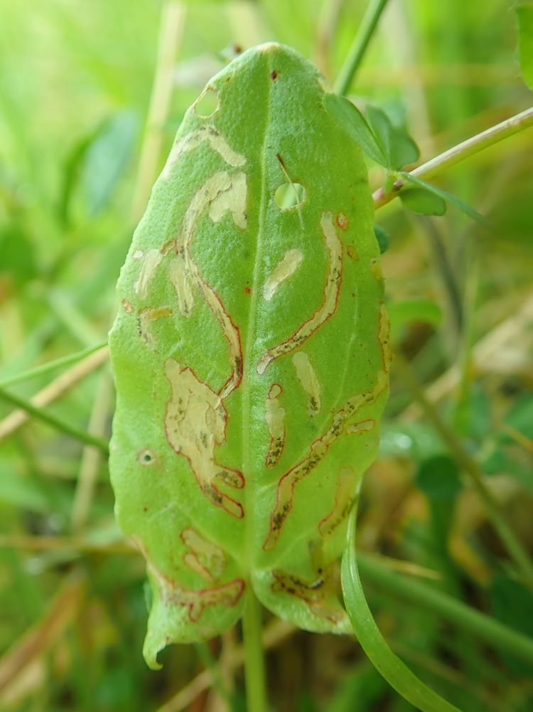 several larvae may mie a leaf