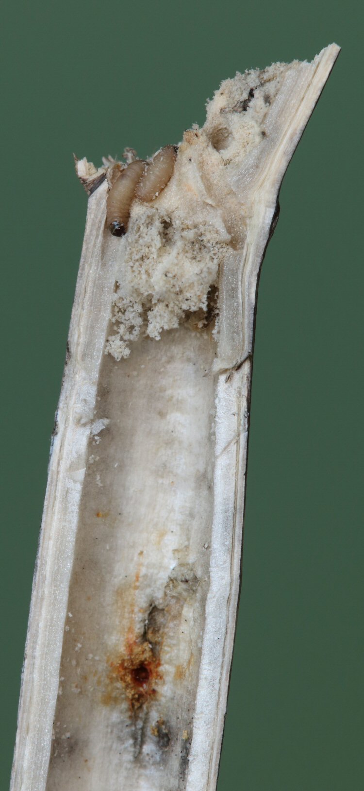 larvae hibernating in the axil