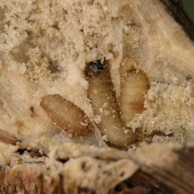 larvae