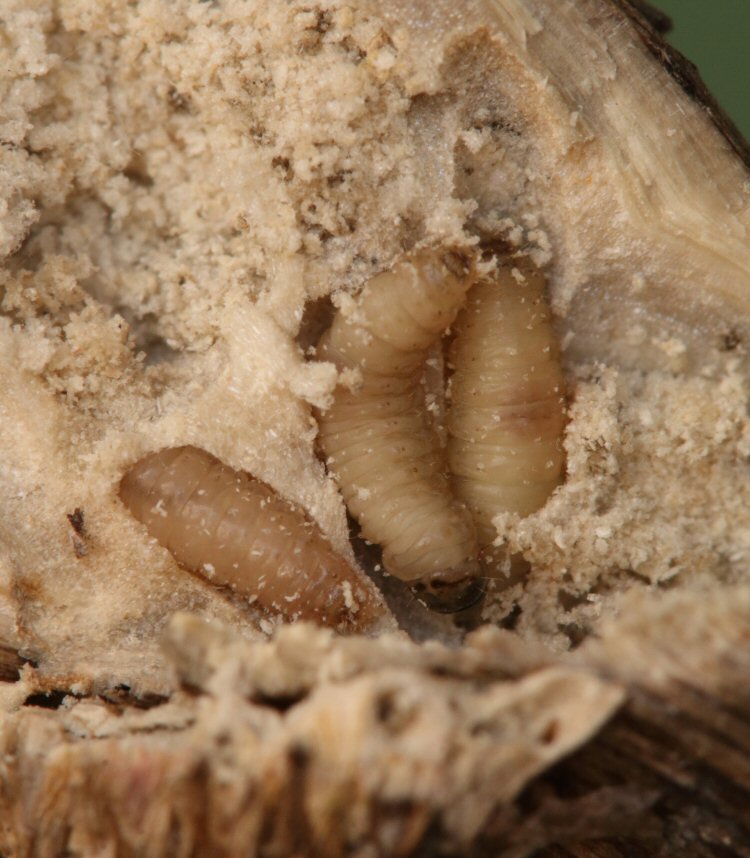 larvae
