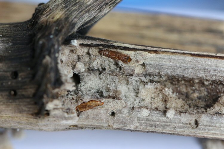 exuviae
