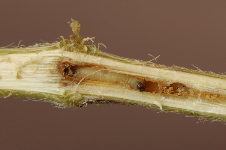 hibernating larva