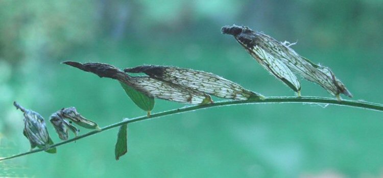 frass deposited in the end of the leaf