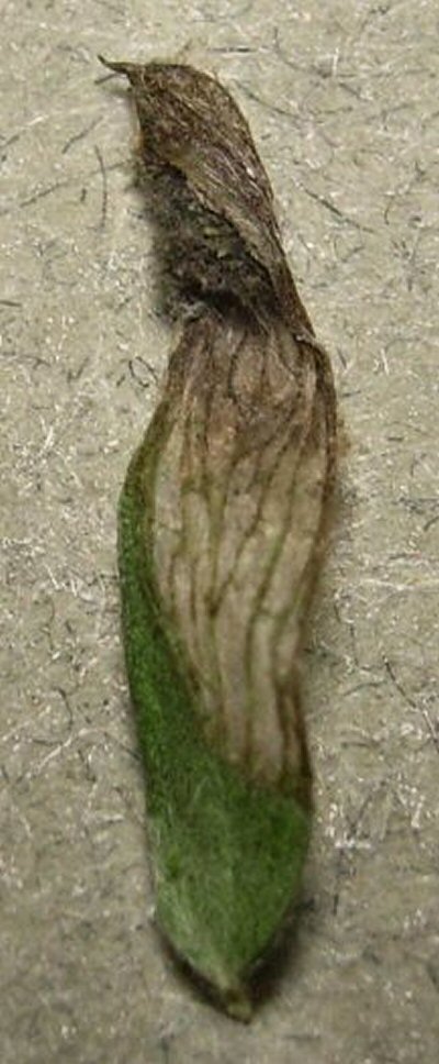 frass deposited at the end of the leaf